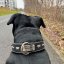Husbear Classic Collar