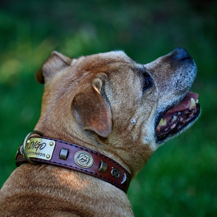 Renegade Classic Collar