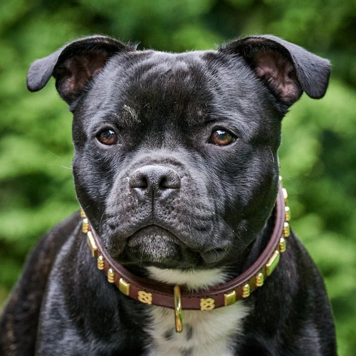 Ribbon Classic Collar