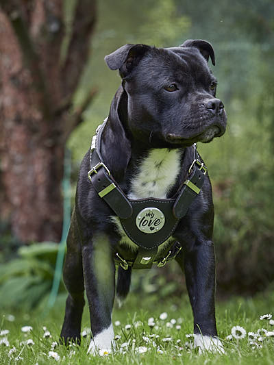 How to Choose a Leather Dog Harness: Britannia, My Hero or Gladiator?
