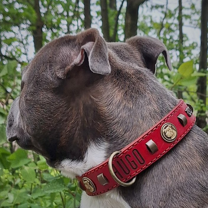 Vintage Paws Classic Collar