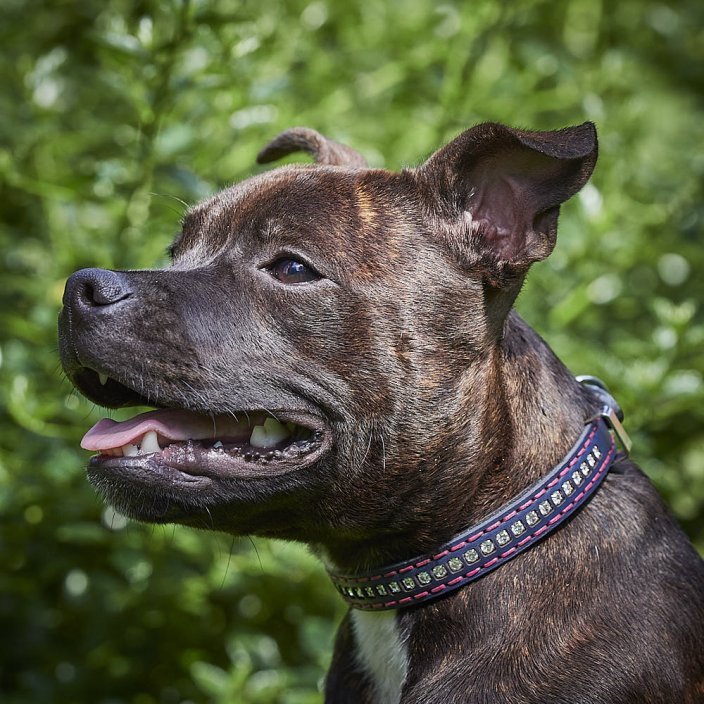 Classic Swarovski Collar