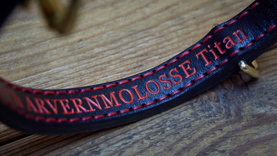 personalised dog collars