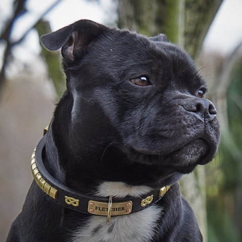 Správná šířka obojku pro silného psa