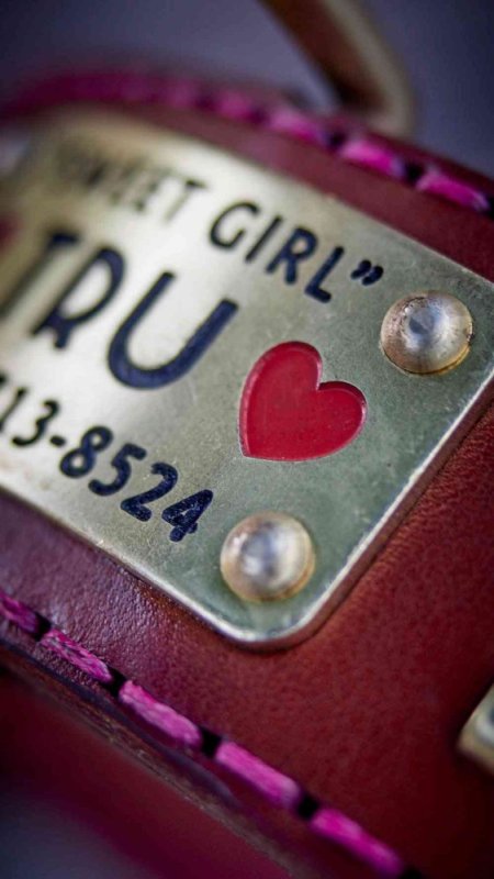 Custom Dog Gear: Got an Idea? We’ll Make It