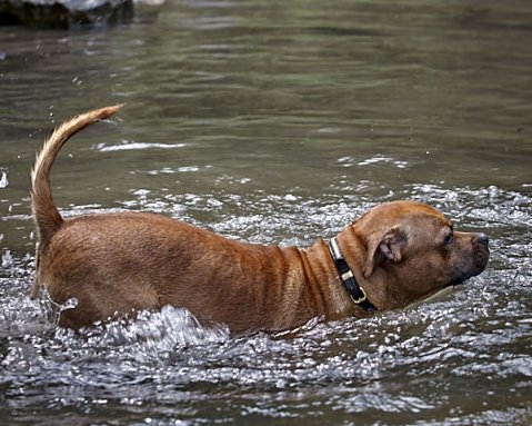 Chiens & Chaleur : Ce que tout maître doit savoir en été ?