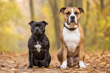 Staffordshire Bull Terrier vs American Staffordshire Terrier Staffordshire Bull Terrier vs American Staffordshire Terrier