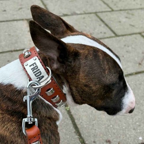 Bull Terrier