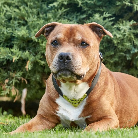 Quand le design rencontre la fonctionnalité – des colliers testés dans la vraie vie