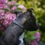 Glamourpup Collar and Lead Set