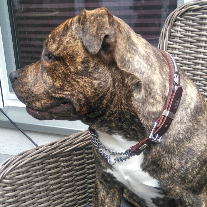 Butcho Half Check Collar Butcho Half Check Collar