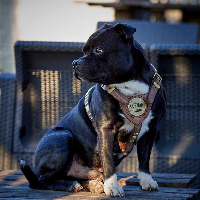 Postroj Staffordshire Bull Terrier Gladiator