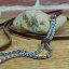 Snake Show Collars