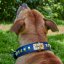 Classic Goliash Collar Classic Goliash Collar