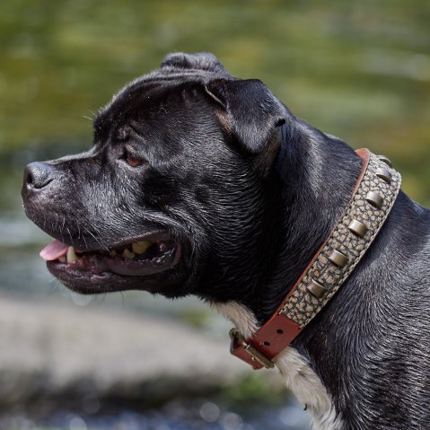 Buffalo collar