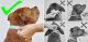puppy-staffy-collar-size-chart-sla​de-czech