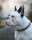 Bouledogue Français – de quel collier a-t-il vraiment besoin ?