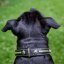 Devon Classic Collar