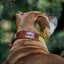 Big Boss Classic Collar Big Boss Classic Collar