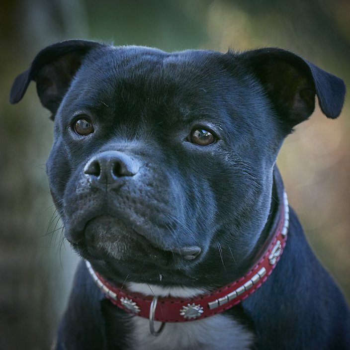Devon Classic Collar