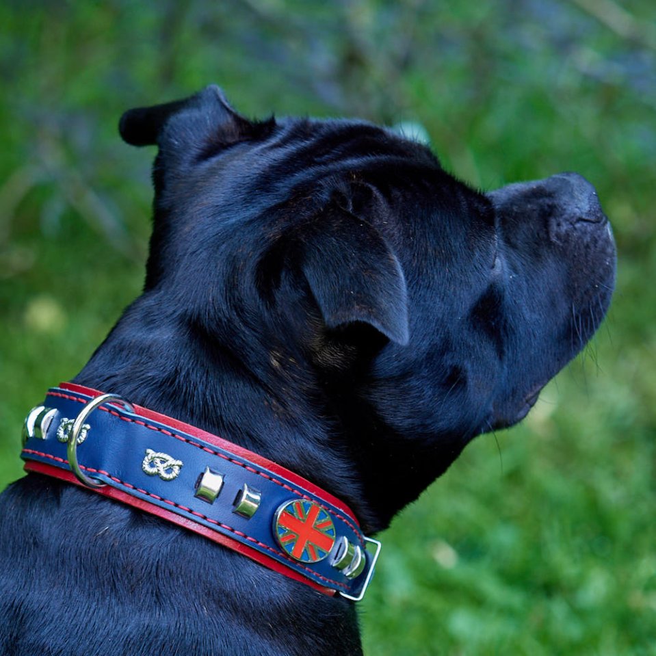 Double-Layer Leather Collar for Strong Staffordshire Bull Terriers