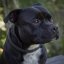 Dazzle Stone Half Check Collar Dazzle Stone Half Check Collar