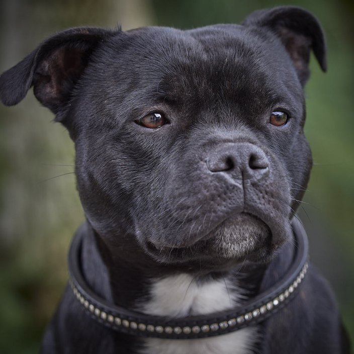 Swarovski Half Check Collar Swarovski Half Check Collar