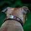 Renegade Classic Collar