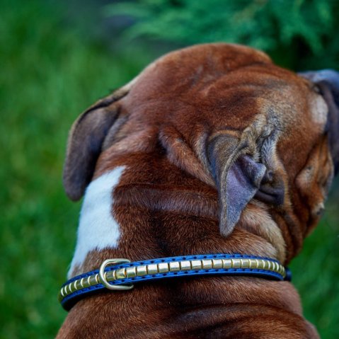 How Wide Should a Dog Collar Be? The Right Width for Every Dog