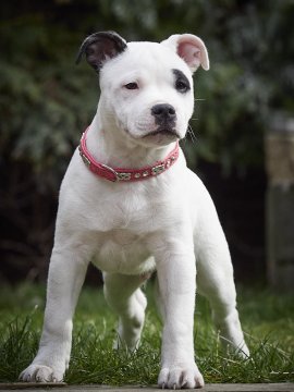 National Pet Day : les friandises, c’est facile. Le bon équipement, ça se choisit