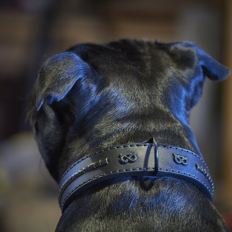 Pourquoi certains chiens détestent les colliers et comment leur faire aimer