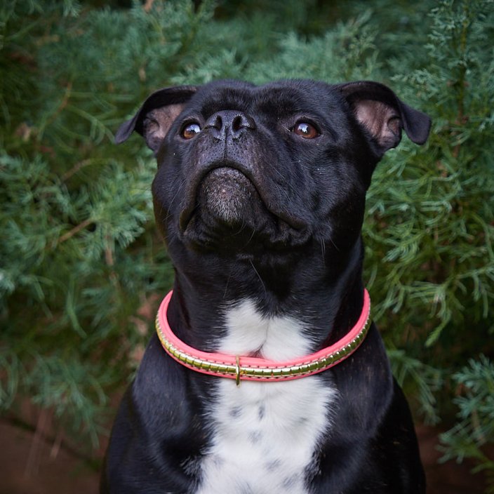 Kaytech Django Collar