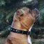 Vintage Paws Slade Czech Collar
