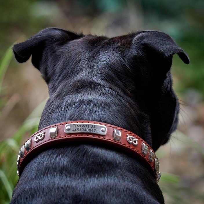Chained Hot Shot Half Check Collar Chained Hot Shot Half Check Collar