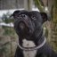 Django Classic Collar Django Classic Collar