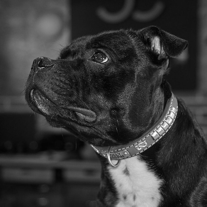 Basco Classic Collar