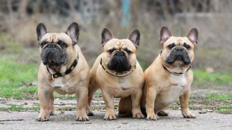 French Bulldog – jaký obojek opravdu potřebuje?