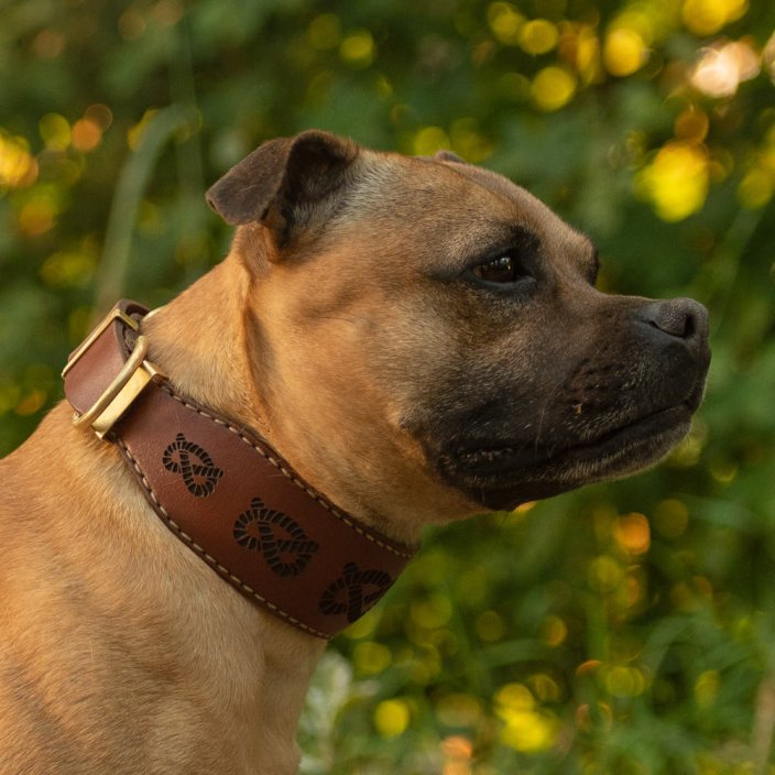 Jolly Jumper Collar Jolly Jumper Collar