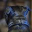 Hot Shot Classic Collar