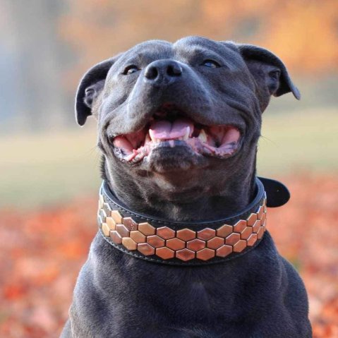 The History of Dog Collars