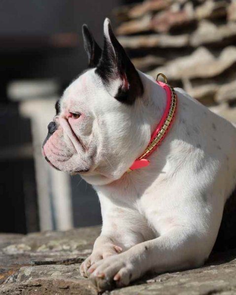 French Bulldog – jaký obojek opravdu potřebuje?