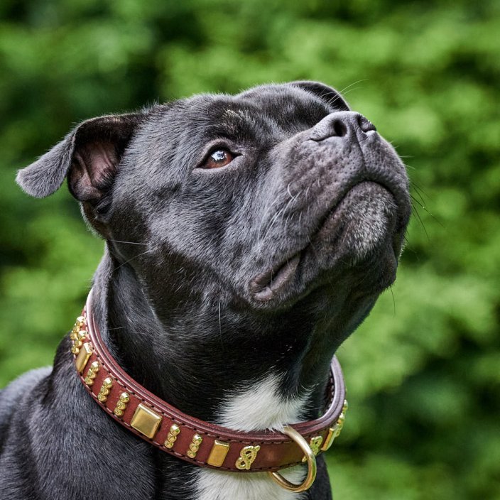 Ribbon Classic Collar