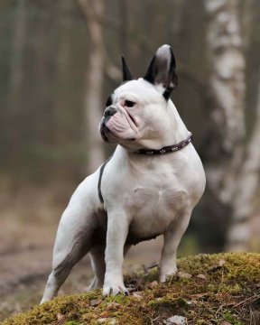 Quel collier choisir pour un chien qui tire en laisse ?