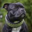Hexagon Classic Collar Hexagon Classic Collar