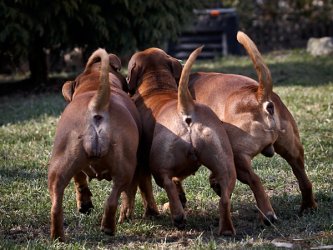 Capacités uniques des chiens : Super odorat, super ouïe et langage de la queue Capacités uniques des chiens : Super odorat, super ouïe et langage de la queue