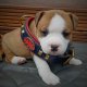 King's Colours collar