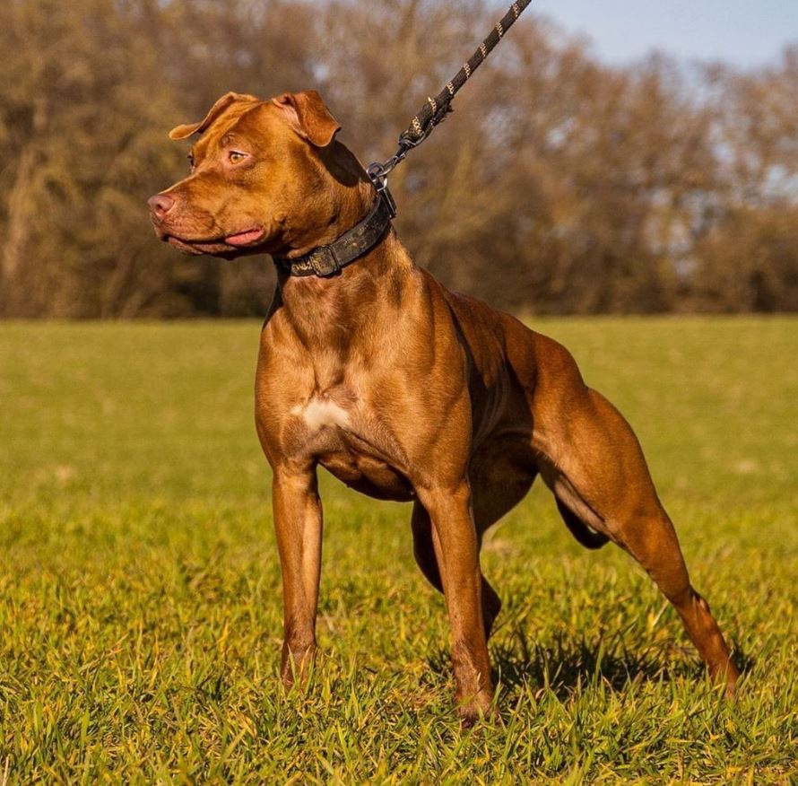 Bull Dog Breeds – Complete Guide to Bull-Type Dogs