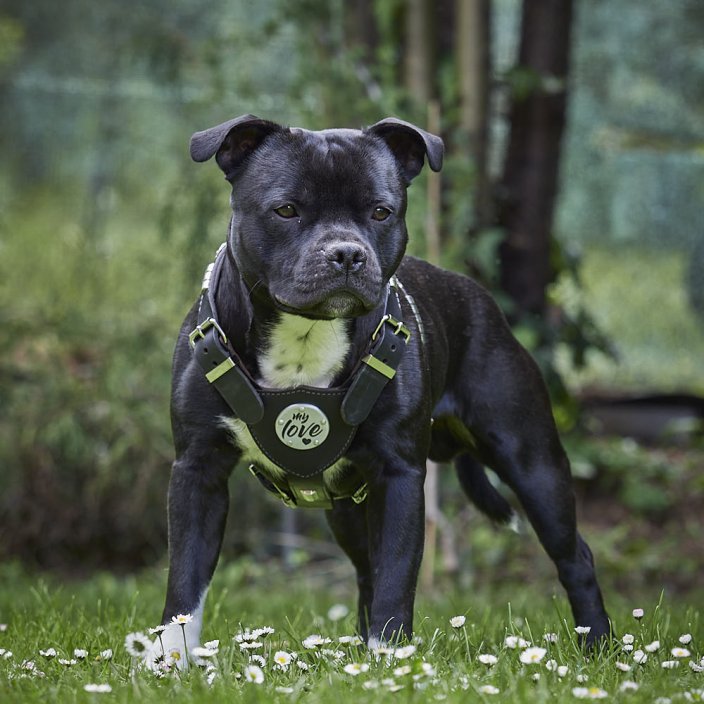 My Hero Harness