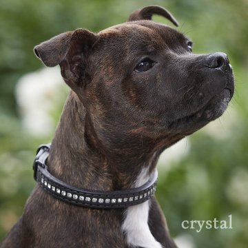 Puppy Staffy Collar Size Chart: How to Choose the Right Fit