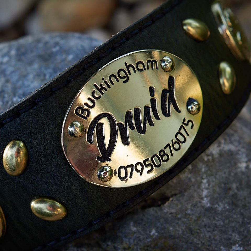 5 raisons d’offrir une médaille à son chien même pucé